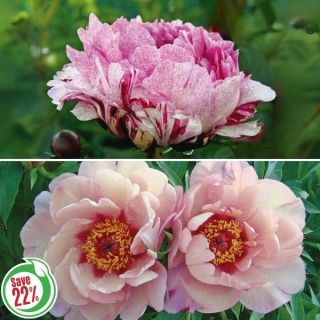 Exotic Peony Collection 1 Thumbnail